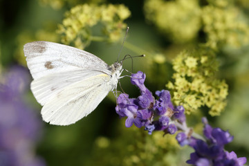 Kohlweißling auf Lavendel-Blüte