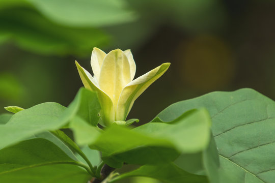 magnolia Elizabeth, flowers in the garden