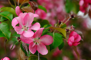 Blooming red apple tree / A close up shot of an apple tree blossom of red colour, Moscow, Russia