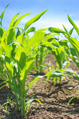 Sprouts of young corn in the garden