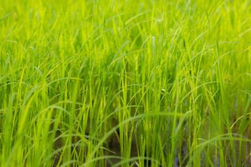 green grass nature background.