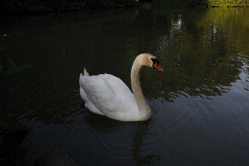 Schwan im Kurpark