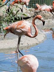 flamingos, bird, zoo, feathers, wings, pink, red,