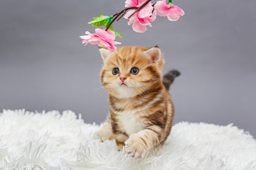 Little red kitten  and flower