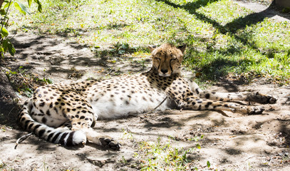 wild cats, predators, tiger, Jaguar, leopard © Olga Geranina