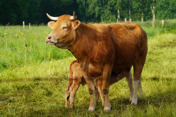 Animal ferme vache 217