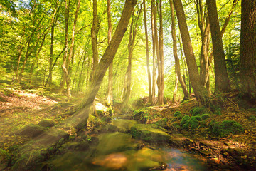 Bachlauf im Wald mit Sonnenstrahlen