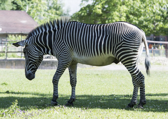 Fototapeta na wymiar Zebra, animal, striped, hoof, Africa, black, white, horse, beautiful. nature