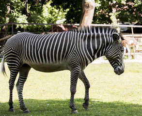 Fototapeta na wymiar Zebra, animal, striped, hoof, Africa, black, white, horse, beautiful. nature