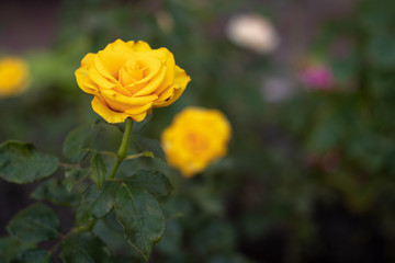 background. yellow rose with green leaves