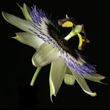 Passiflora 2