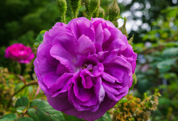 Colorful, beautiful, delicate flower rose in the garden