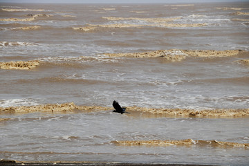 Crow flying at beach