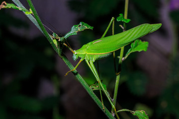 Young green grasshopper on the leafs.