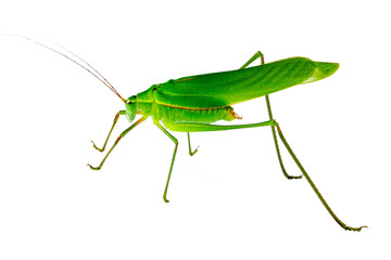 Young green grasshopper isolated on white background.