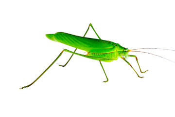 Young green grasshopper isolated on white background.