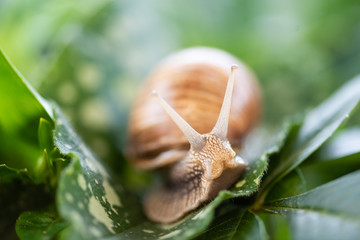Ślimak winniczek © Agnieszka Witczak