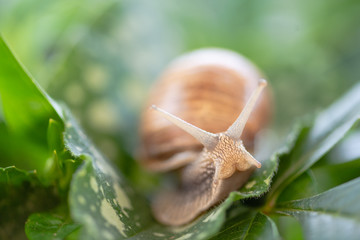 Ślimak winniczek © Agnieszka Witczak