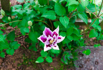 beautiful brigth purple clematis flowers in the garden