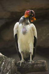 King vulture (Sarcoramphus papa).