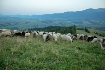 Obraz premium A herd of sheep on a hill in the rays of sunset.