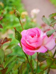 Obraz premium pink rose