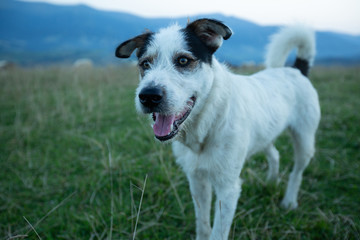 Traditional Shepherd Dog.