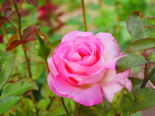 pink rose