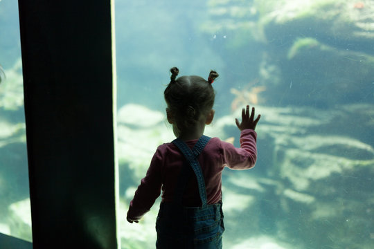 little girl watching fishes in a large aquarium in the Oceanopolis, Brest, France 31 May 2108