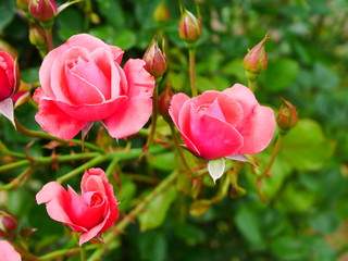 pink tulips in spring