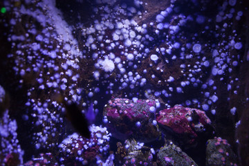 Fototapeta na wymiar White sea anemone in blue fluorescent light