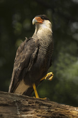 Northern crested caracara (Caracara cheriway).