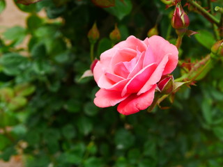 Obraz na płótnie Canvas pink rose