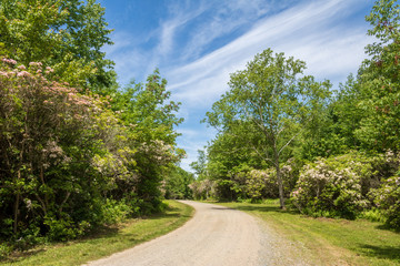Fototapeta na wymiar Road through the Mountain Lauren Sanctuary in Union, Connecticut