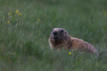 Marmotta (Marmota)