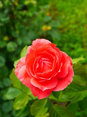 pink rose