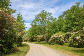Fototapeta na wymiar Mountain laurel blooming alongside a dirt road