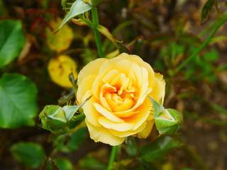 single yellow rose