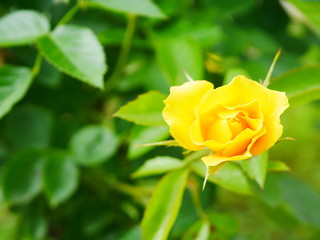 yellow rose on green background