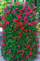 A beautiful multi-colored pelargonium on a flower bed
