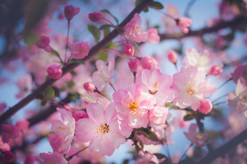 Fototapeta na wymiar Cherry Blossom Sakura
