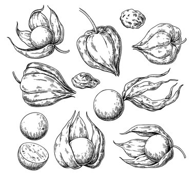 Physalis fruit vector drawing. Golden berry sketch. Vintage engraved illustration of superfood.