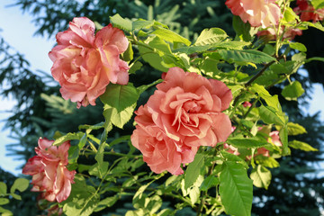 Orange rose bush in the garden.