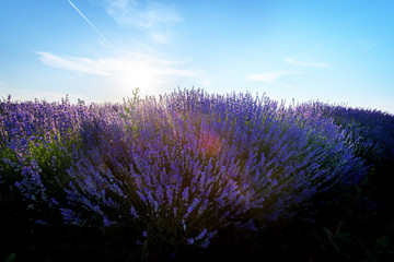 Fototapeta premium Lavender fields. Beautiful image of lavender field.