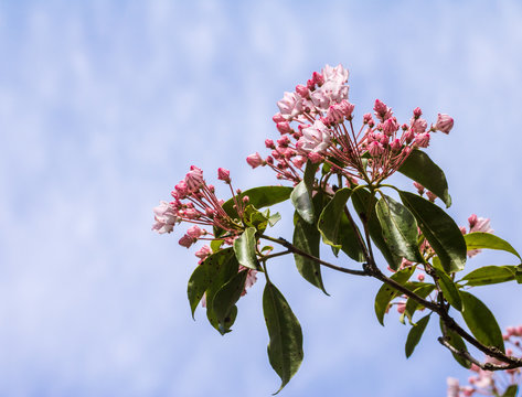 Mountain laurel and a blue sky