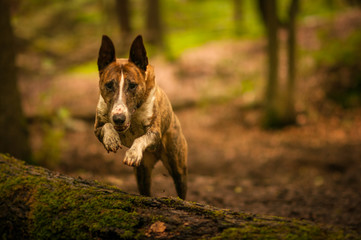 Hund im Sprung über einen Baumstamm
