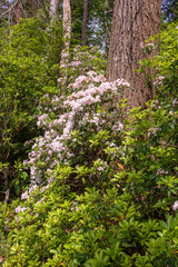 Mountain laurel blooming against a tree trunk