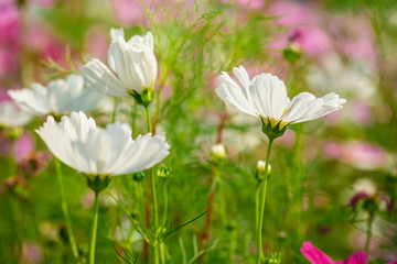 White cosmos flowers  in garden 