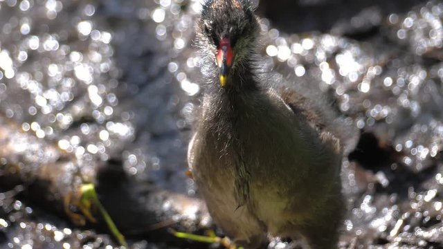 Moorhen Chick in Slow Motion Small Baby bird looking around 180p Full HD visual Resource with space for copy nature docomentary Shot in Denmark Copenhagen &Oslash;stre Anl&aelig;g  