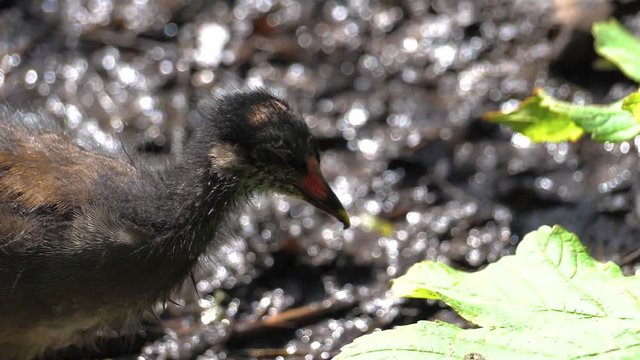Moorhen Chick Slow Motion Small Baby Bird Eating 180p Full HD visual Resource With space for copy Copenhagen Denmark